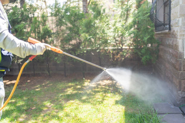 Best Termite Control Services  in Mountain Iron, MN