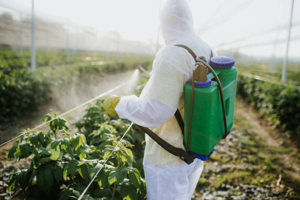 Wasp Removal Services in Mountain Iron, MN